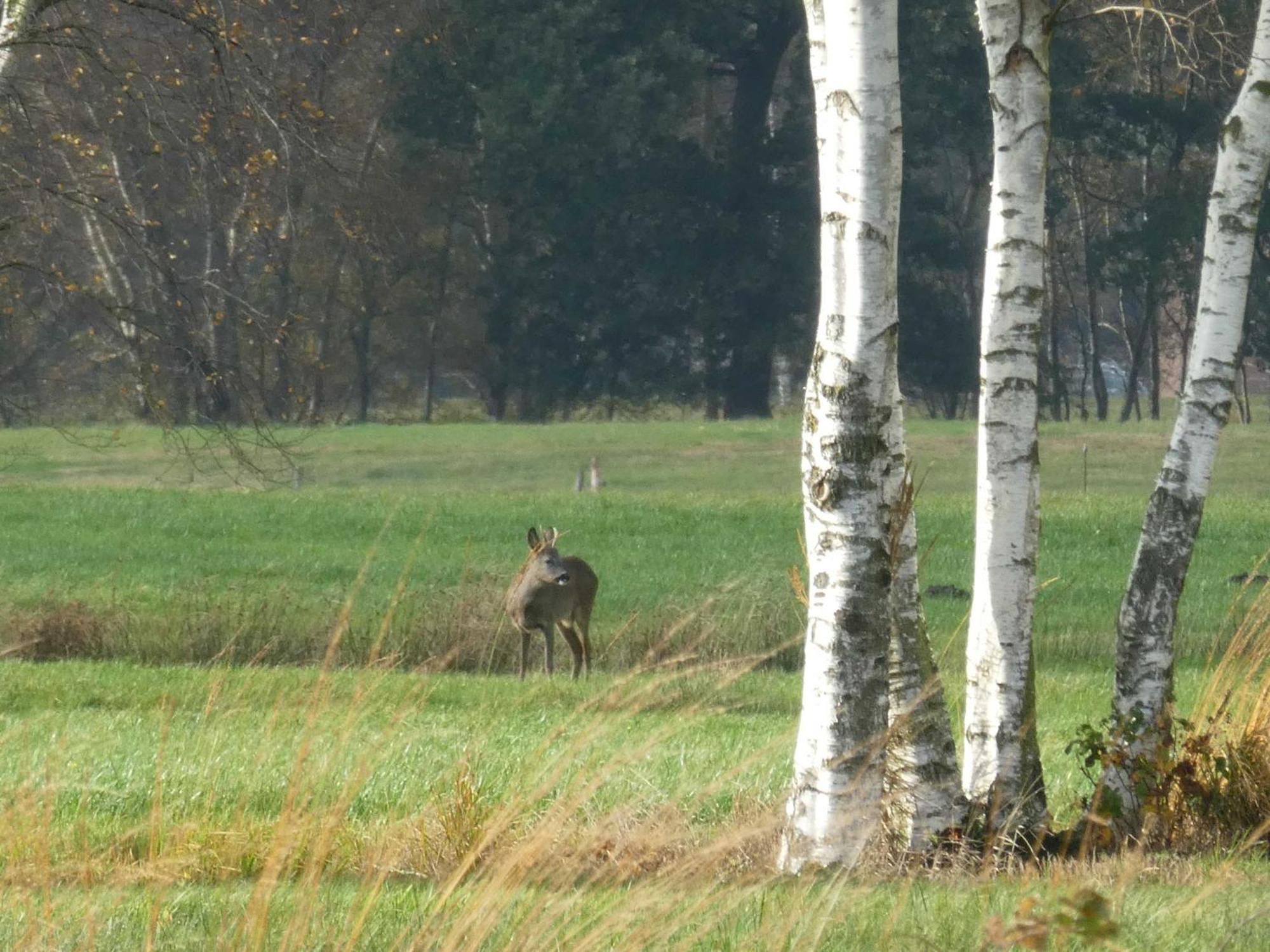 Herzfeldhof Worpswede Luaran gambar